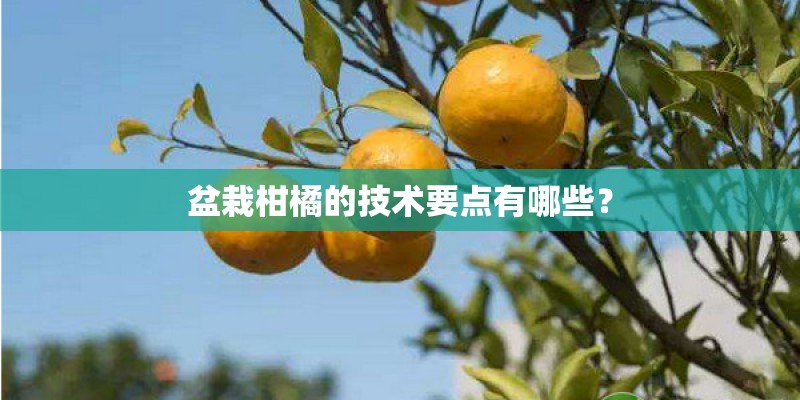 盆栽柑橘的技术要点有哪些？