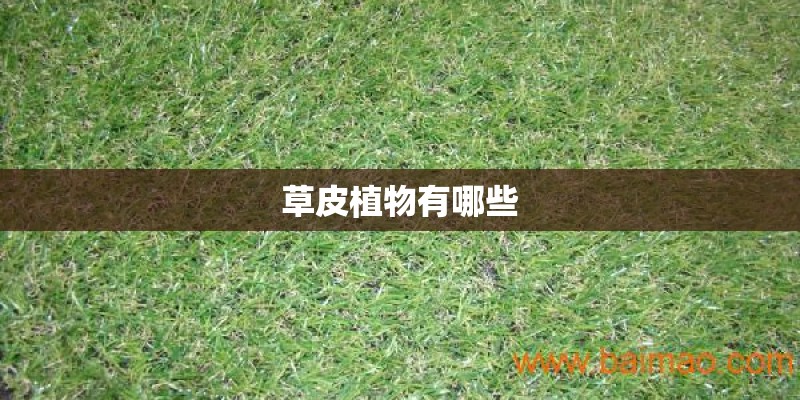 草皮植物有哪些