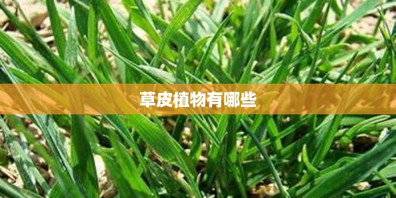 草皮植物有哪些