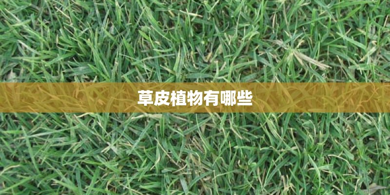 草皮植物有哪些
