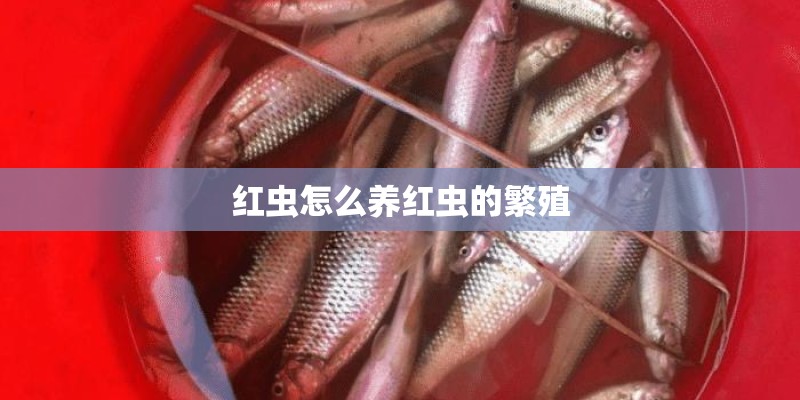 红虫怎么养红虫的繁殖