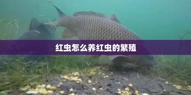 红虫怎么养红虫的繁殖