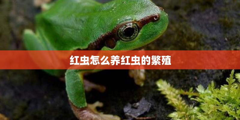 红虫怎么养红虫的繁殖