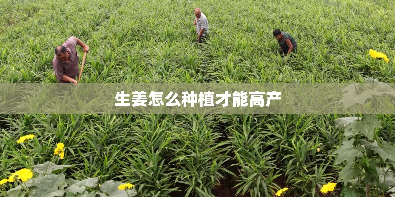 生姜怎么种植才能高产