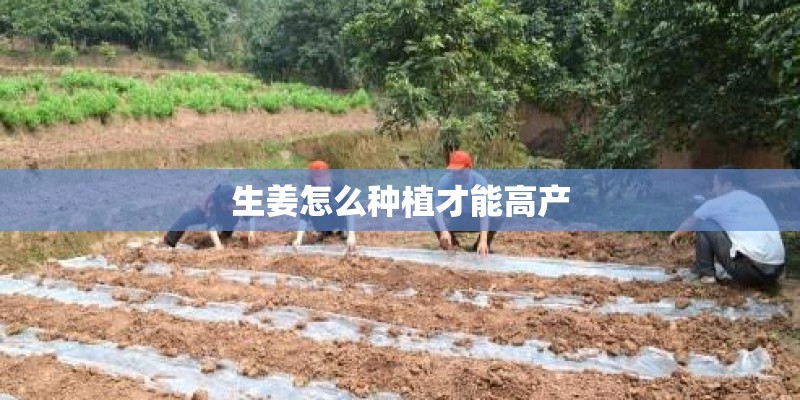 生姜怎么种植才能高产 生姜怎么种植才能高产