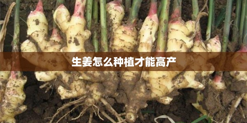 生姜怎么种植才能高产 生姜怎么种植才能高产