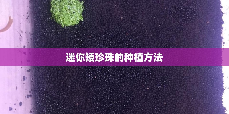 迷你矮珍珠的种植方法