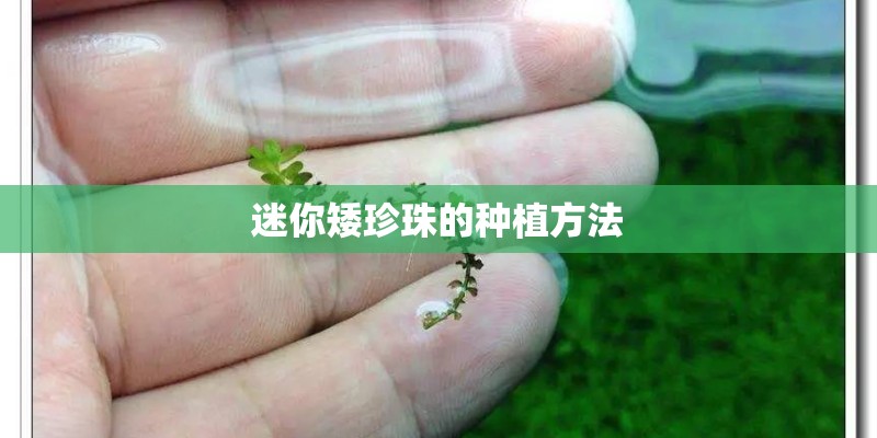 迷你矮珍珠的种植方法 迷你矮珍珠的种植方法