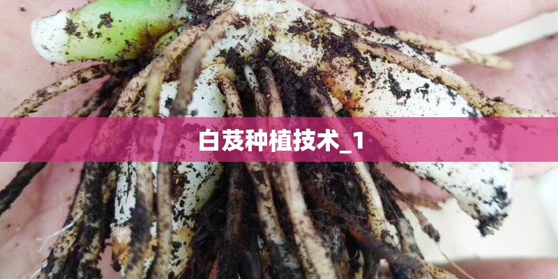 白芨种植技术_1