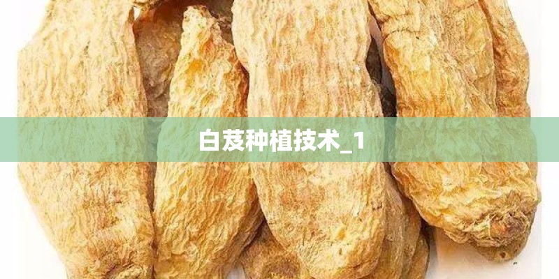 白芨种植技术_1