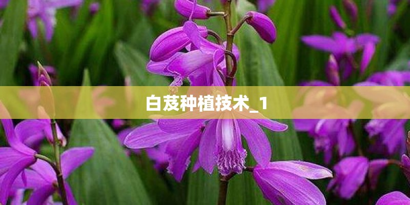白芨种植技术_1