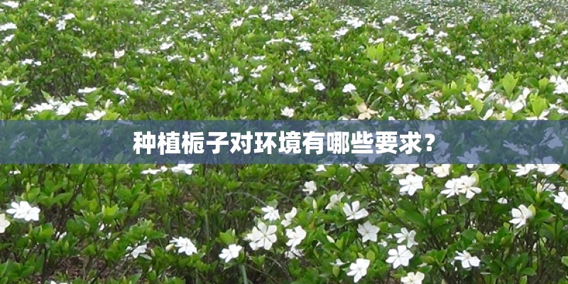 种植栀子对环境有哪些要求？