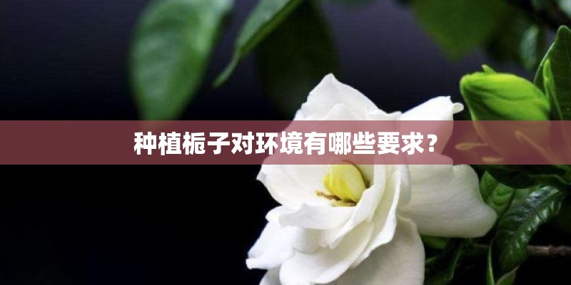 种植栀子对环境有哪些要求？