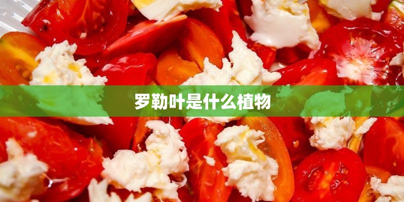罗勒叶是什么植物