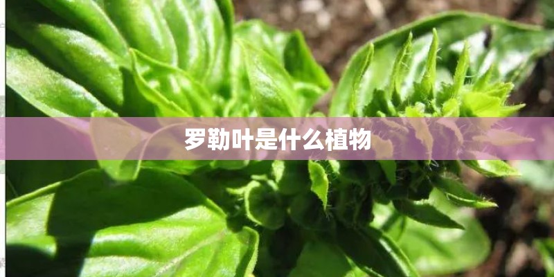 罗勒叶是什么植物