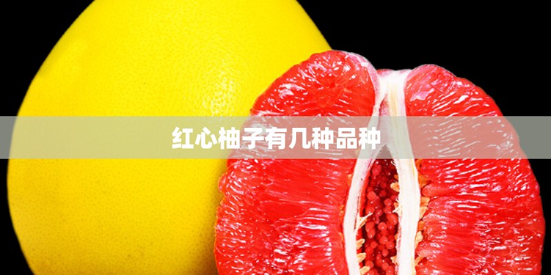 红心柚子有几种品种