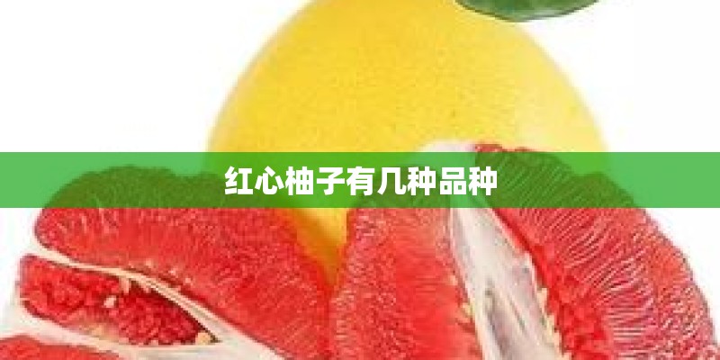 红心柚子有几种品种