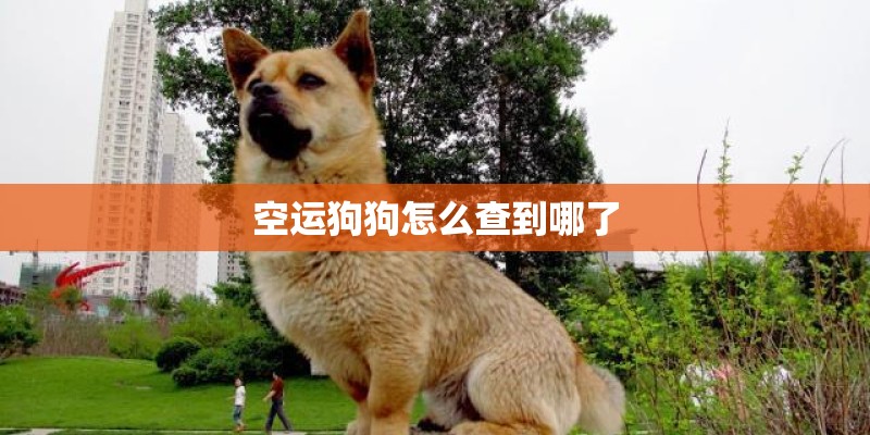 空运狗狗怎么查到哪了