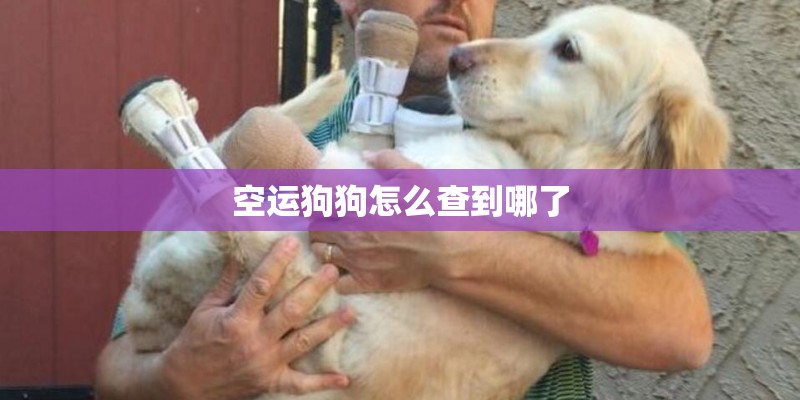 空运狗狗怎么查到哪了