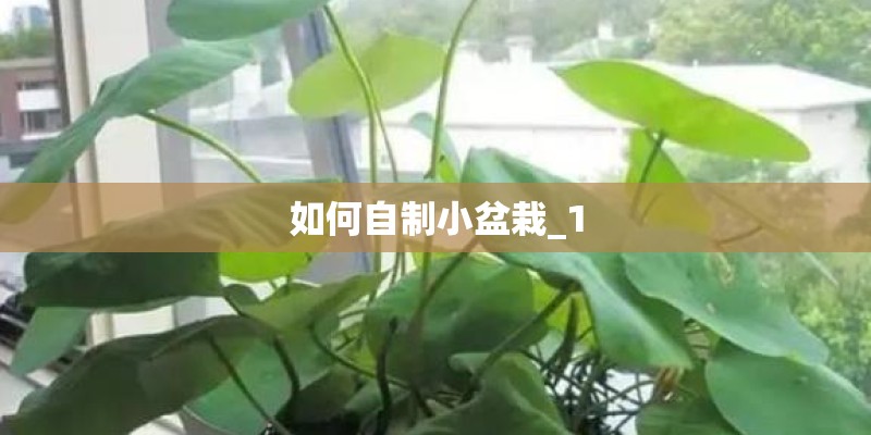 如何自制小盆栽_1