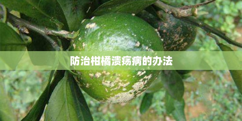 防治柑橘溃疡病的办法