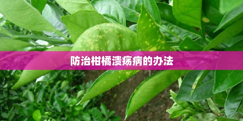 防治柑橘溃疡病的办法