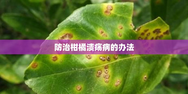 防治柑橘溃疡病的办法