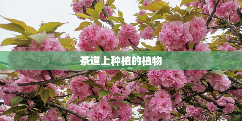 茶道上种植的植物