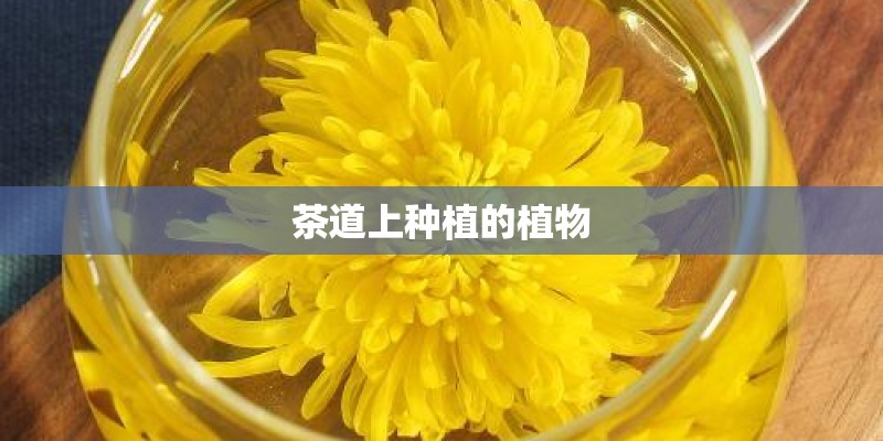茶道上种植的植物
