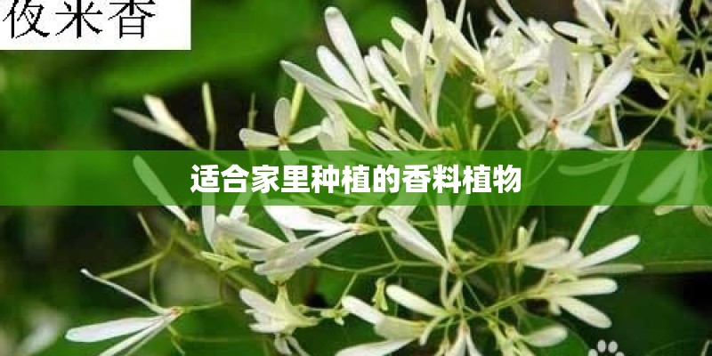 适合家里种植的香料植物