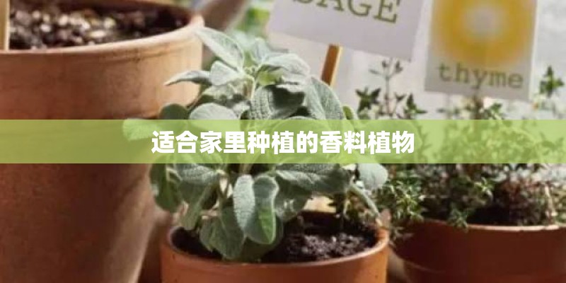 适合家里种植的香料植物