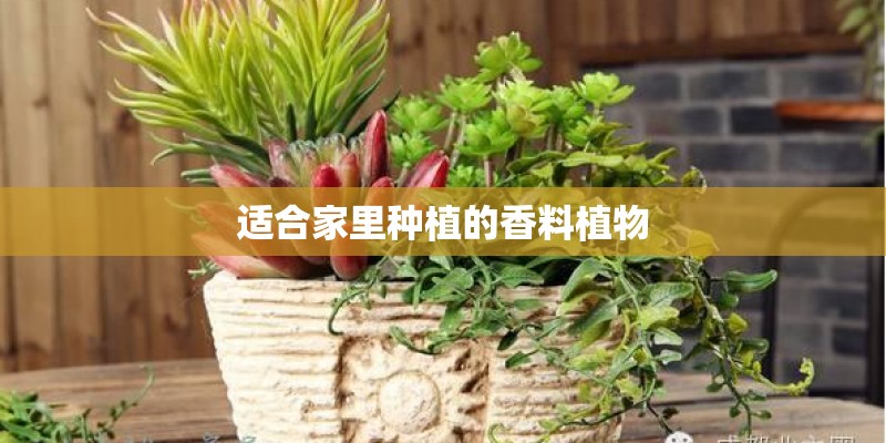 适合家里种植的香料植物