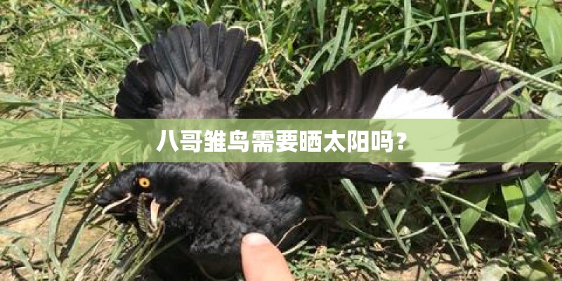 八哥雏鸟需要晒太阳吗？