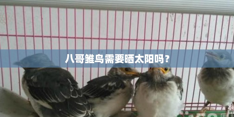 八哥雏鸟需要晒太阳吗？
