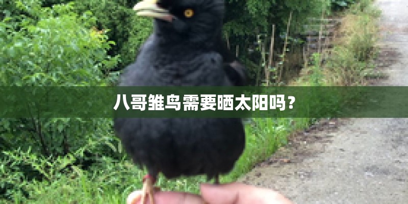八哥雏鸟需要晒太阳吗？