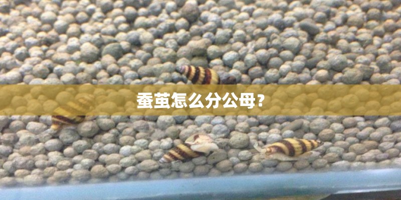 蚕茧怎么分公母？