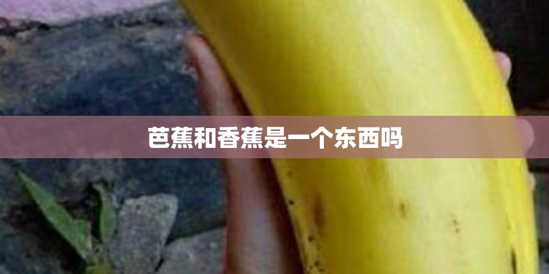 芭蕉和香蕉是一个东西吗