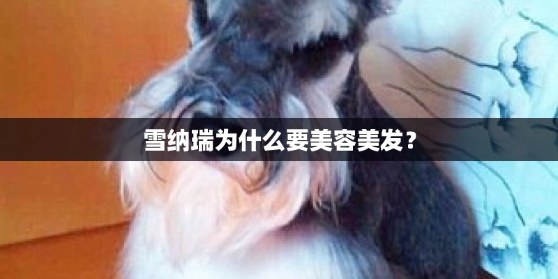 雪纳瑞为什么要美容美发？