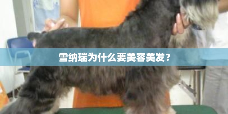 雪纳瑞为什么要美容美发？