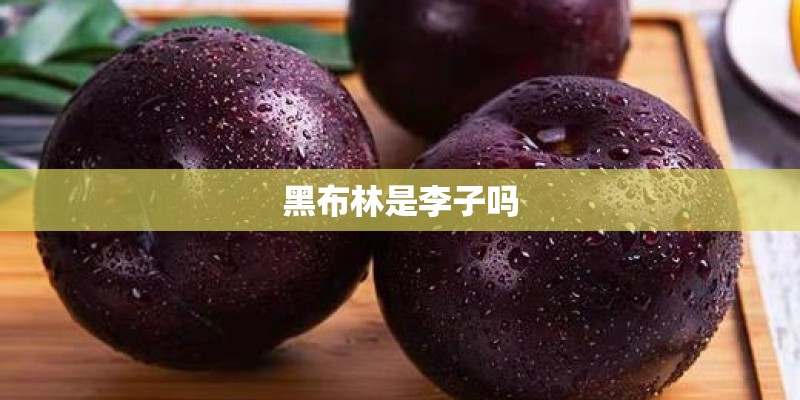 黑布林是李子吗