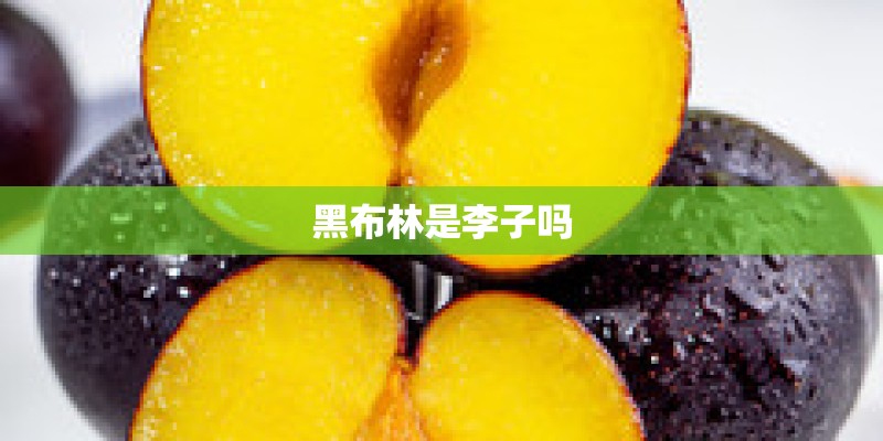 黑布林是李子吗