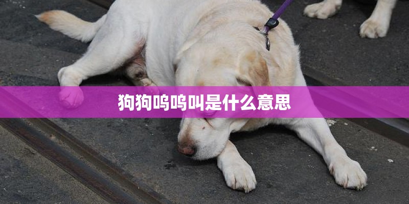 狗狗呜呜叫是什么意思