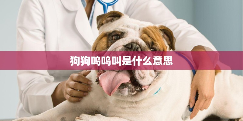 狗狗呜呜叫是什么意思