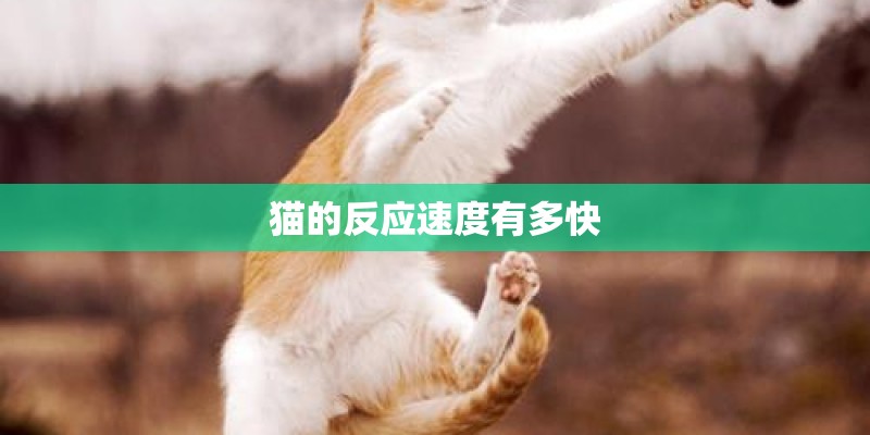 猫的反应速度有多快