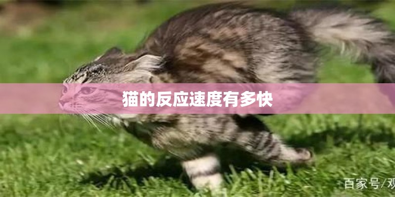 猫的反应速度有多快