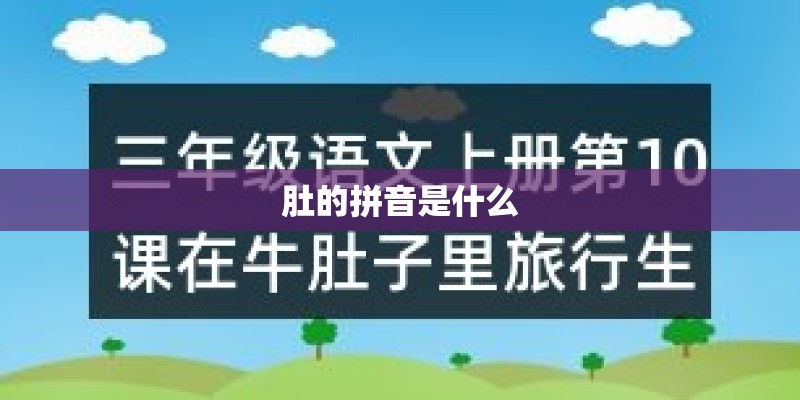 肚的拼音是什么