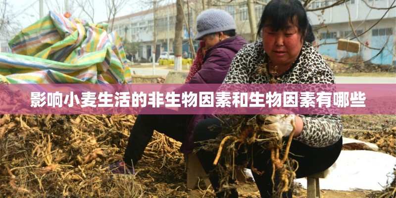 影响小麦生活的非生物因素和生物因素有哪些