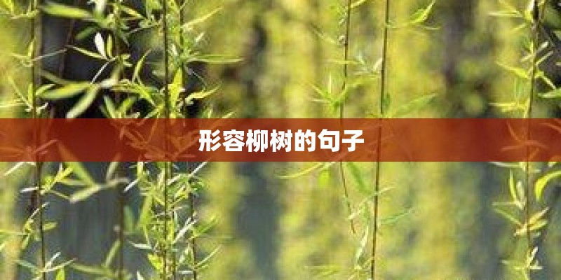 形容柳树的句子