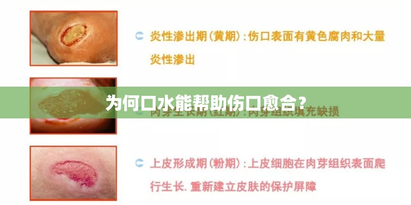 为何口水能帮助伤口愈合？