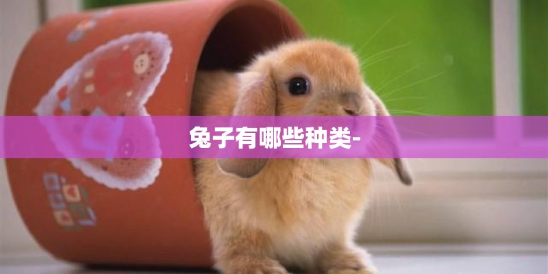 兔子有哪些种类-